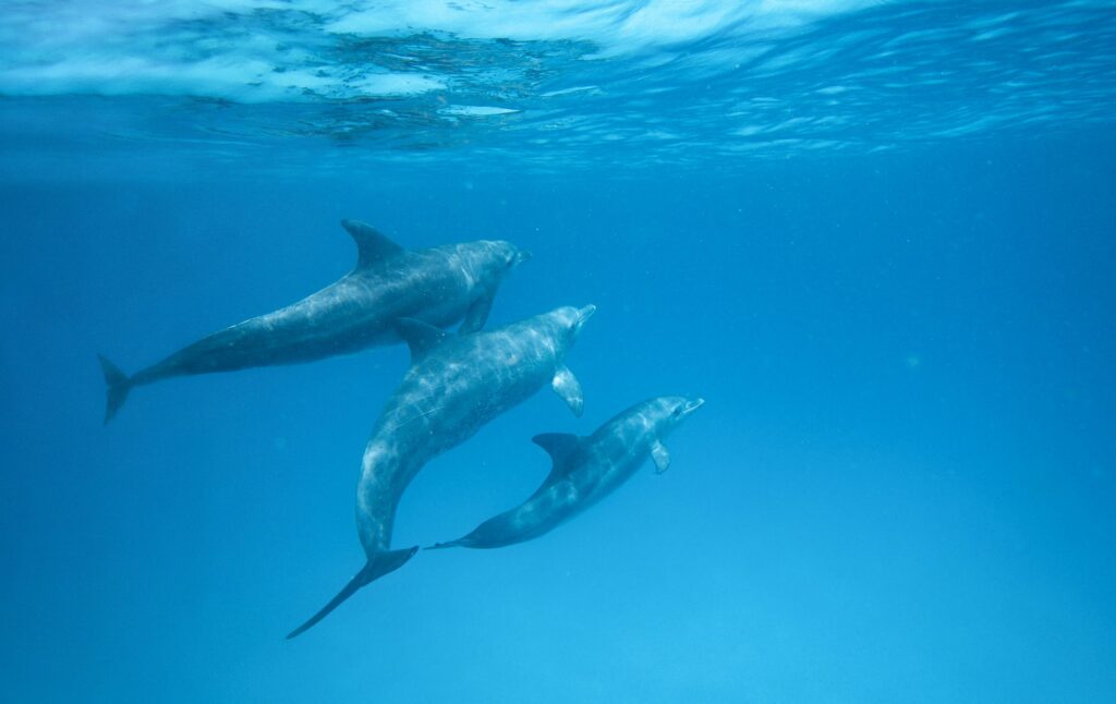 delfini taranto turismo